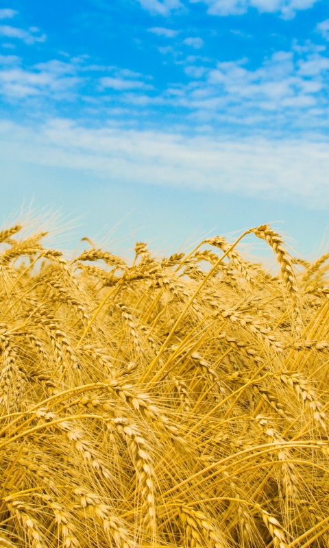 Колосья в поле обои