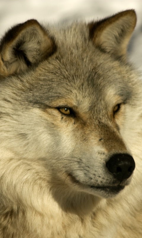 Лайка на снегу обои