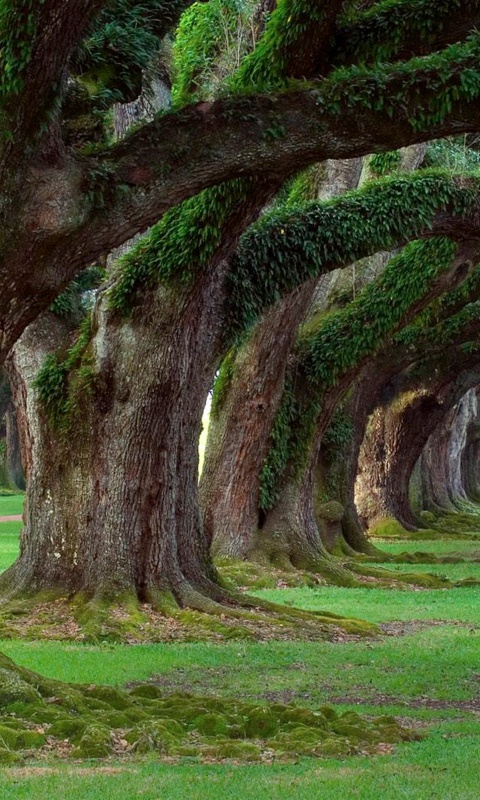 Деревья обои