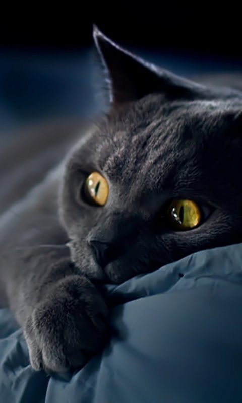 Персидский кот на кровати обои