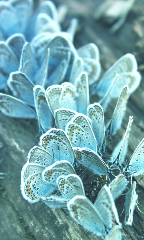 Голубые бабочки обои