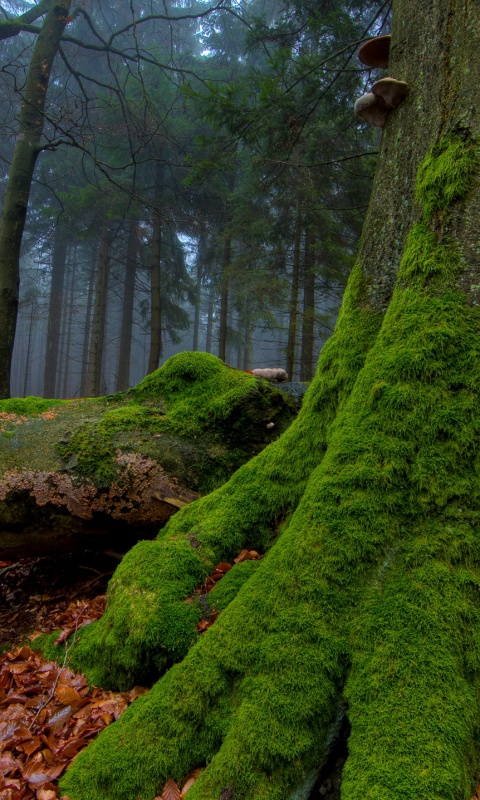Дерево, поросшее мхом обои