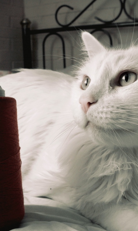 Белый кот с катушкой ниток обои