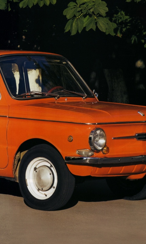 Оранжевый ушастый запорожец обои