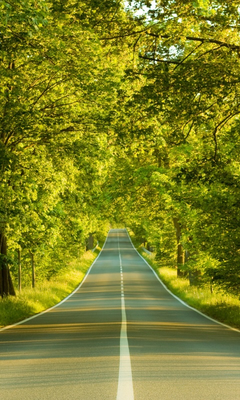 Под горку и в лес обои