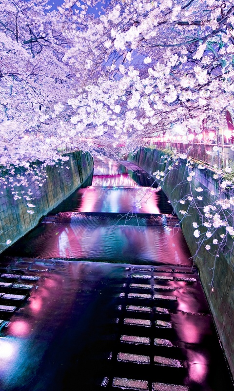 Река и цветение сакуры обои