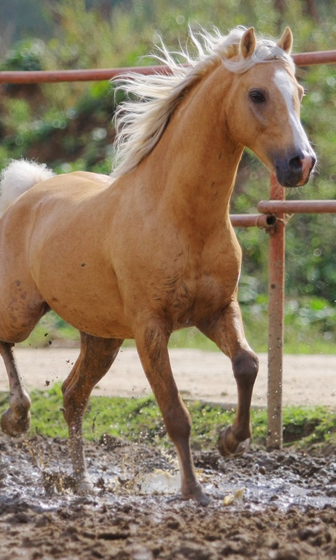 Молодая лошадь в загоне обои