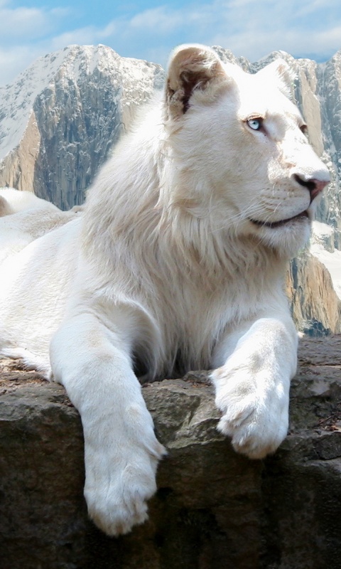 Белый лев обои