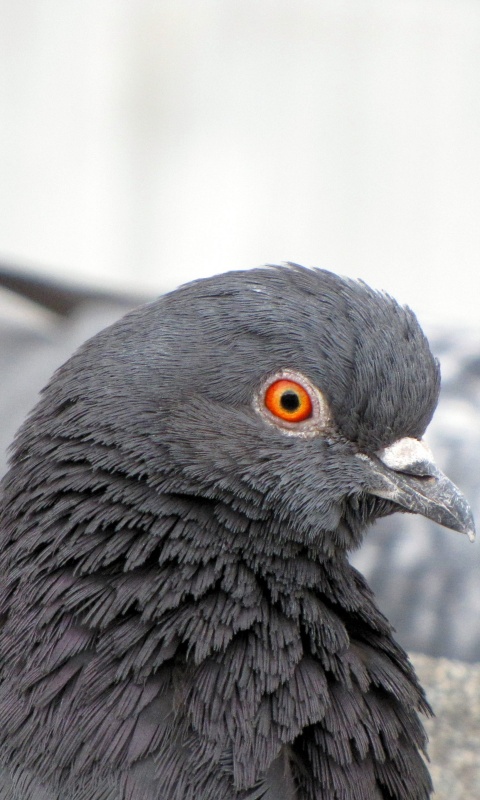 Смотрит в самую душу обои