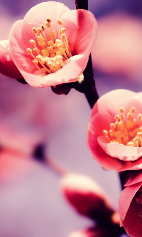 Великолепный цветок обои