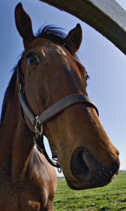 Лошади обои