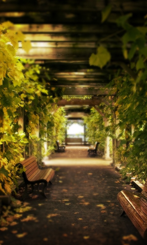 Узкая аллейка обои