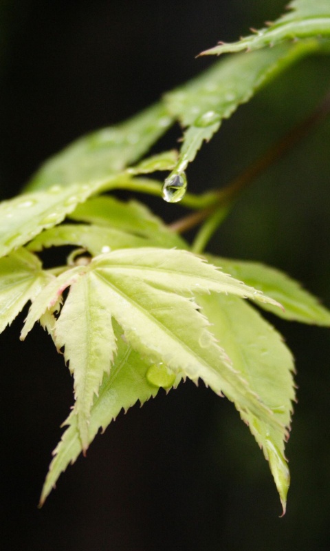 Капля на листе обои