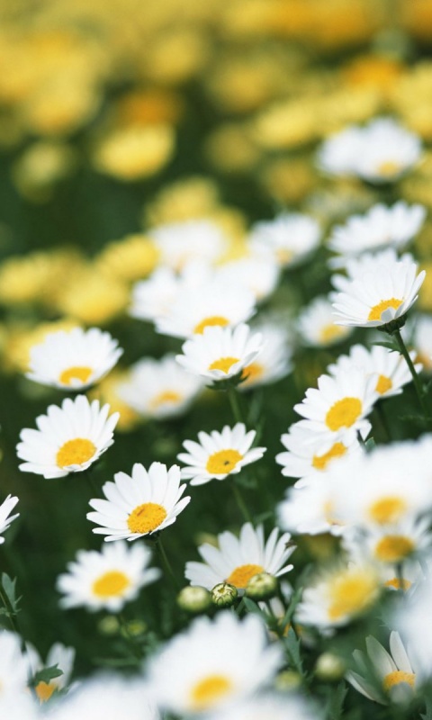 Ромашковое поле обои
