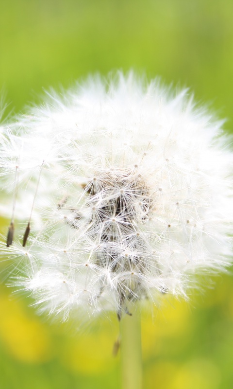 Одуванчик обои