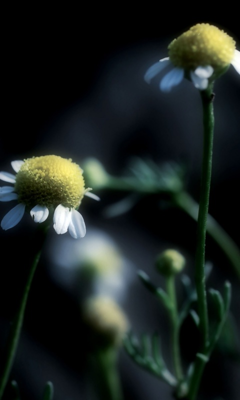 Стремный лепестун обои