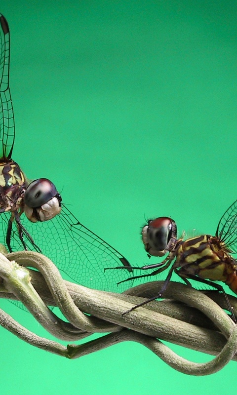 Две стрекозы обои