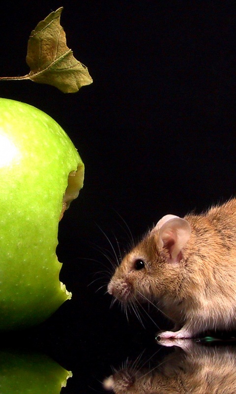 Мышь надкусила яблоко обои