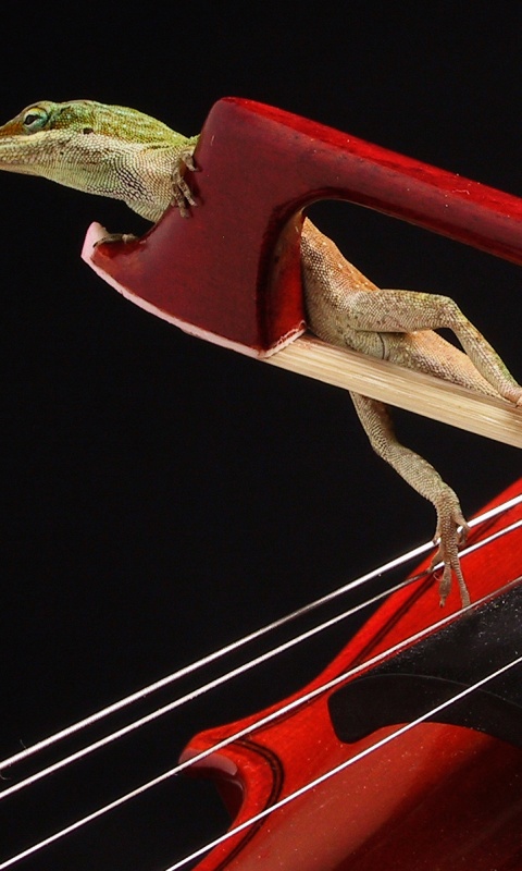 Ящерка на виолончели обои