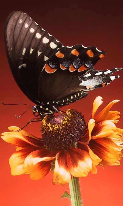 Бабочка на цветке обои