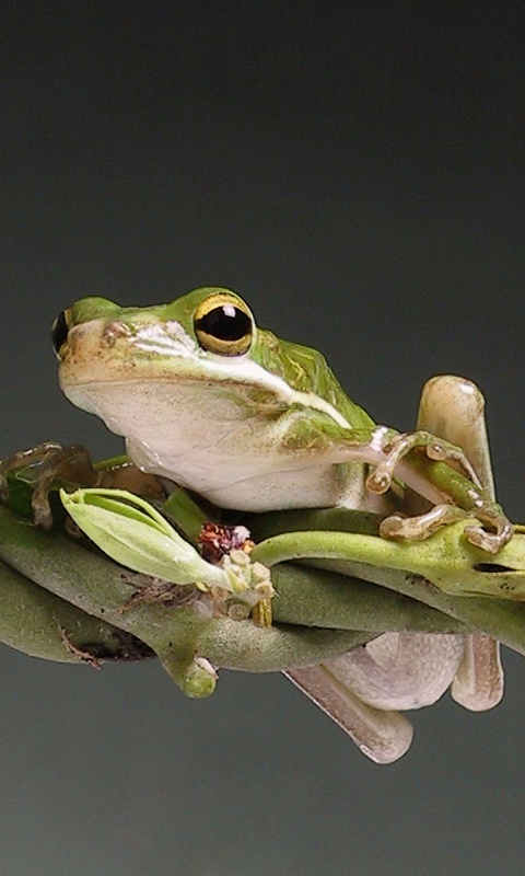 Лупоглазая лягушка на лиане обои