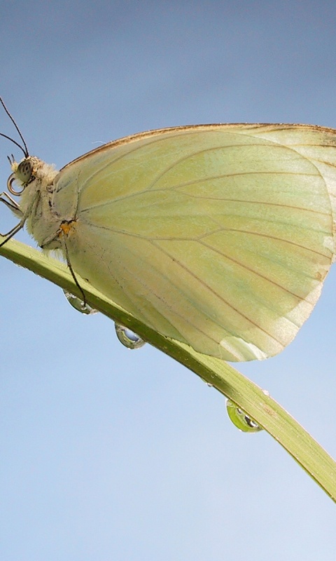 Жёлтая бабочка на стебельке обои