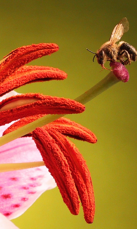 Трудолюбивая пчела на прекрасном цветке обои