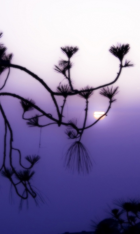 Ленкоранская акация на фоне синего заката обои