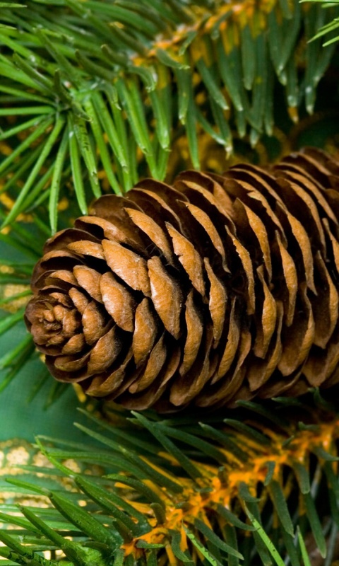 Шишка на елке обои