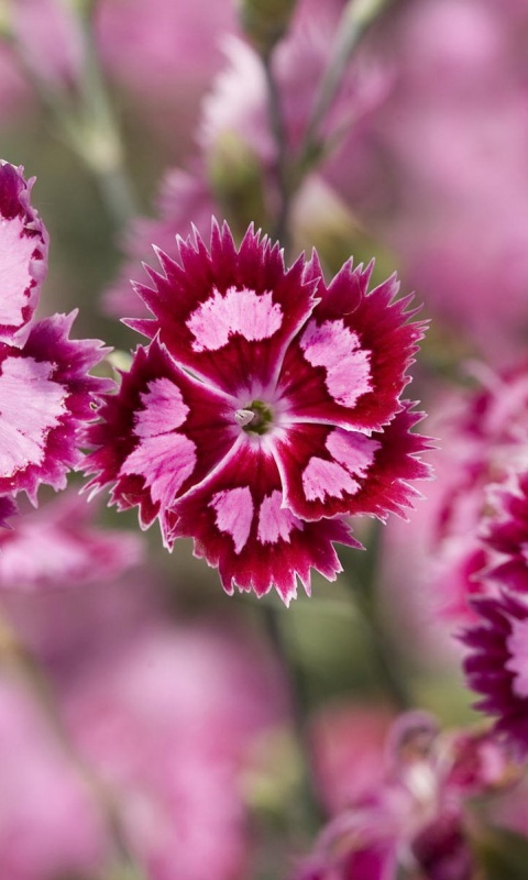 Неизвестные науке цветы обои