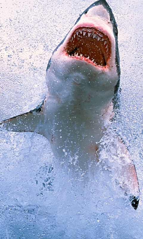 Зубастая акула обои
