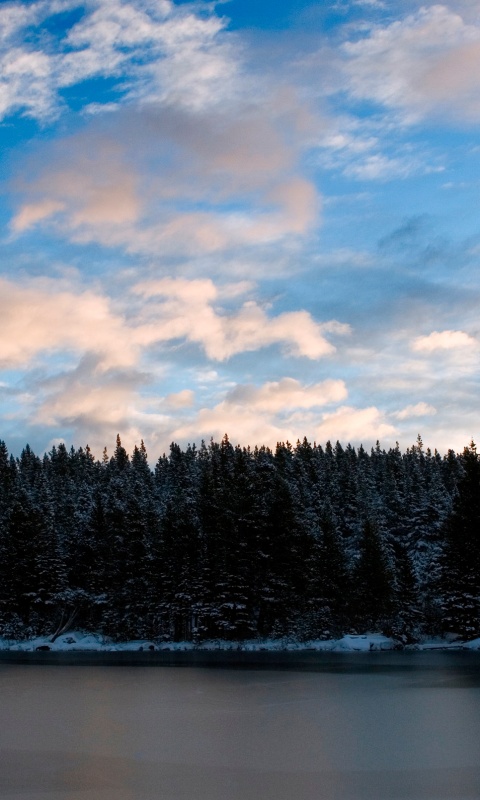 Лес на озере обои