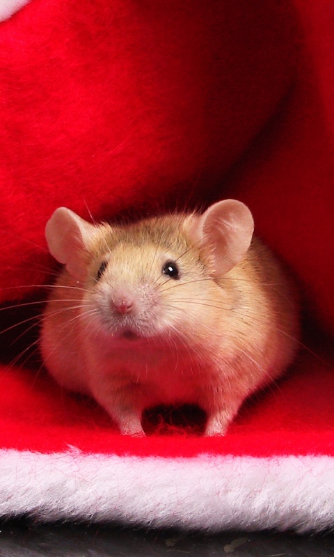 Толстый новогодний мышонок обои