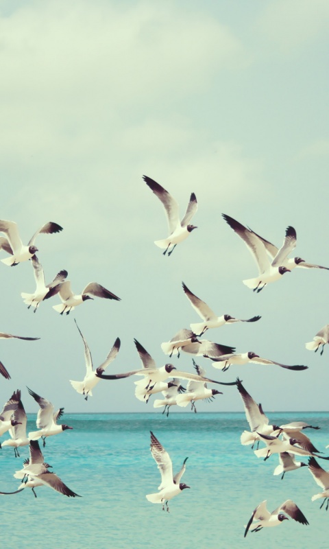 Стая взлетающих чаек обои