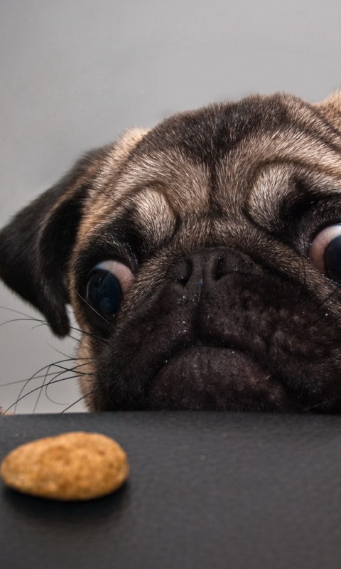 Собака нашла печеньку обои