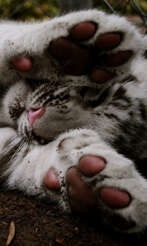 Тигруля обои