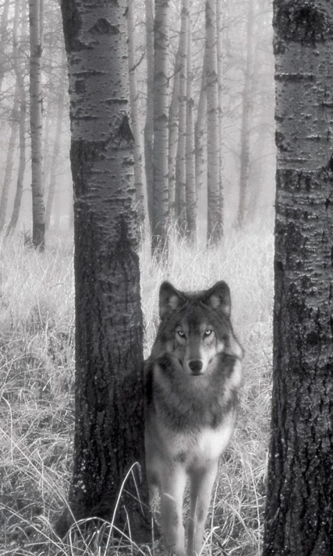 Волк в лесу обои