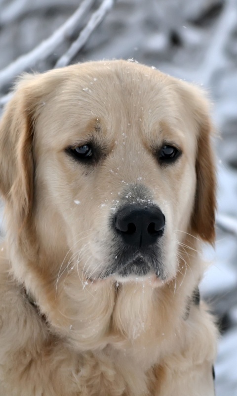 Собака зимой обои