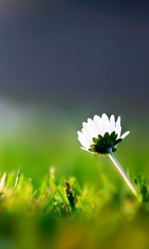Цветок на траве обои