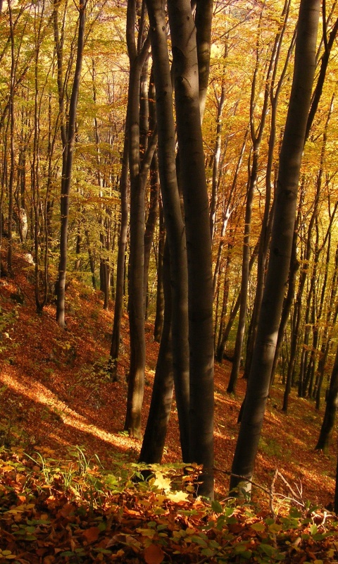 Осенний лес обои