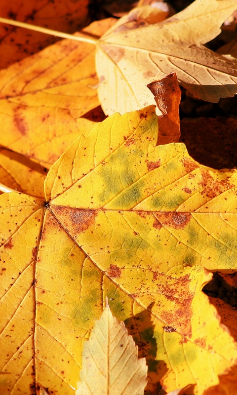 Осенние листья обои