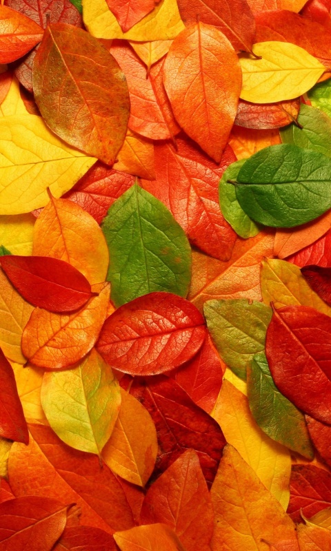 Цветной ковёр из листьев обои