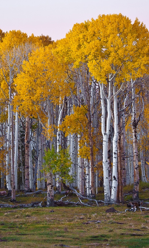 Пожелтевшая березовая роща обои