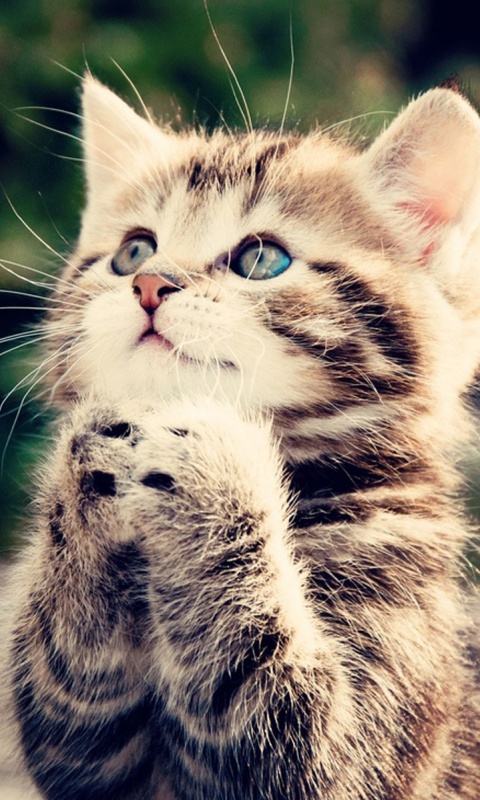 Непередаваемо прелестный котенок сложил лапки обои