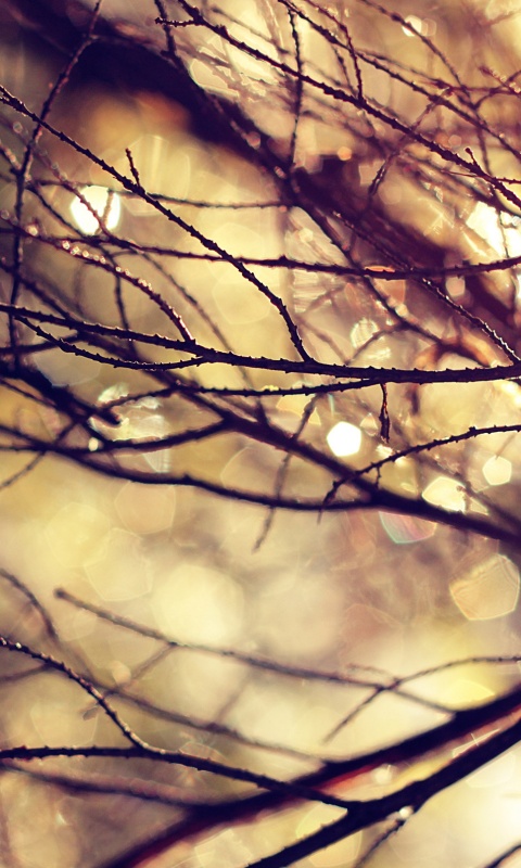 Мокрые ветви дерева обои