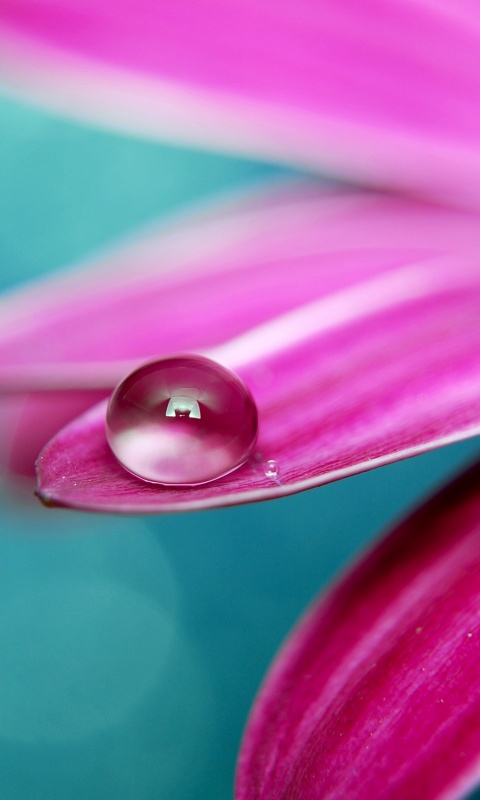 Капля на лепестке обои