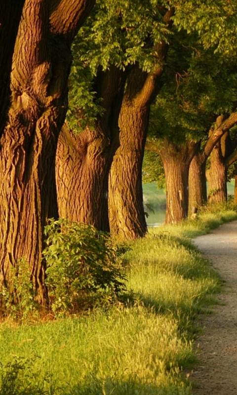 Аллея старых раскидистых деревьев обои