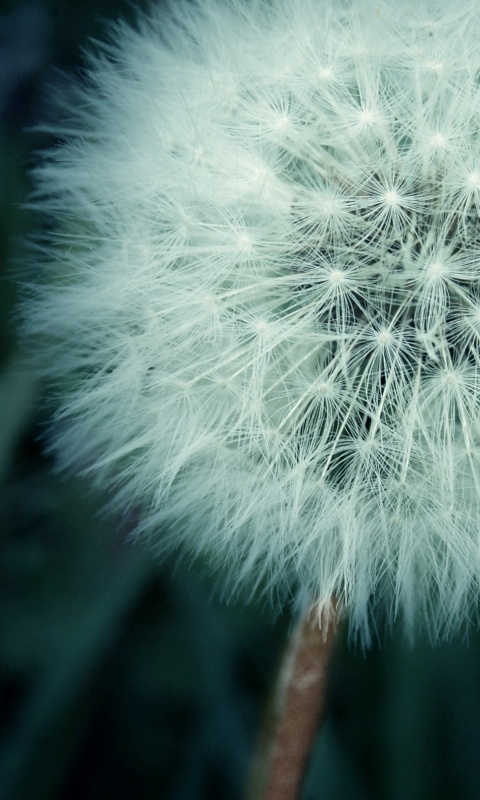 Одуванчик обои