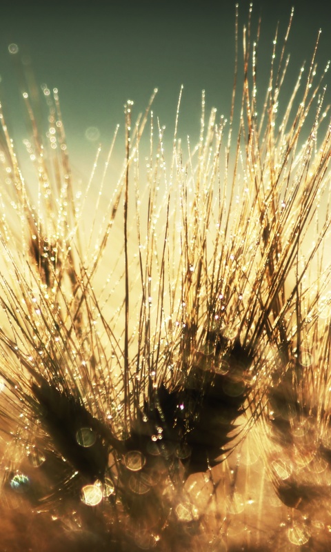 Трава на солнце обои