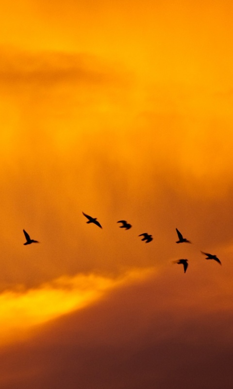 Птицы летят в закатном небе обои